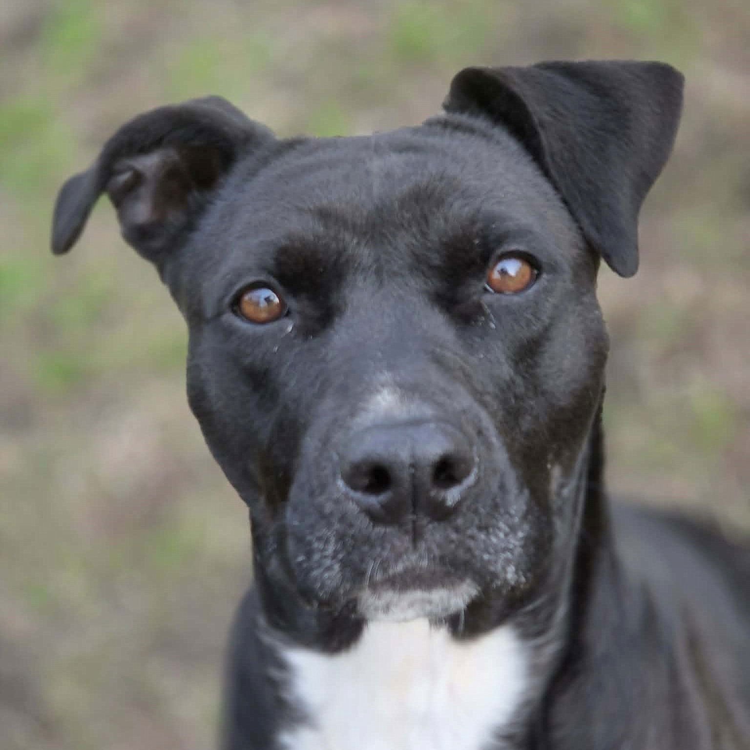 BONNIE - Boxer / Labrador Retriever available for adoption