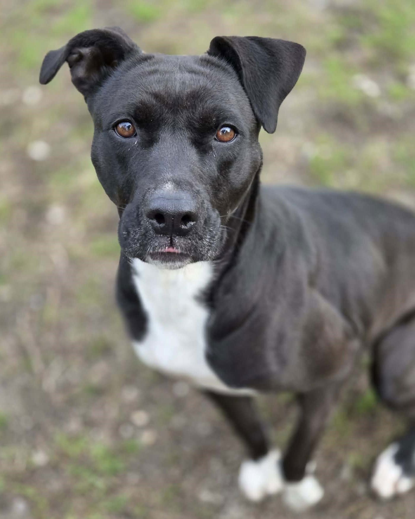 BONNIE - Boxer / Labrador Retriever available for adoption