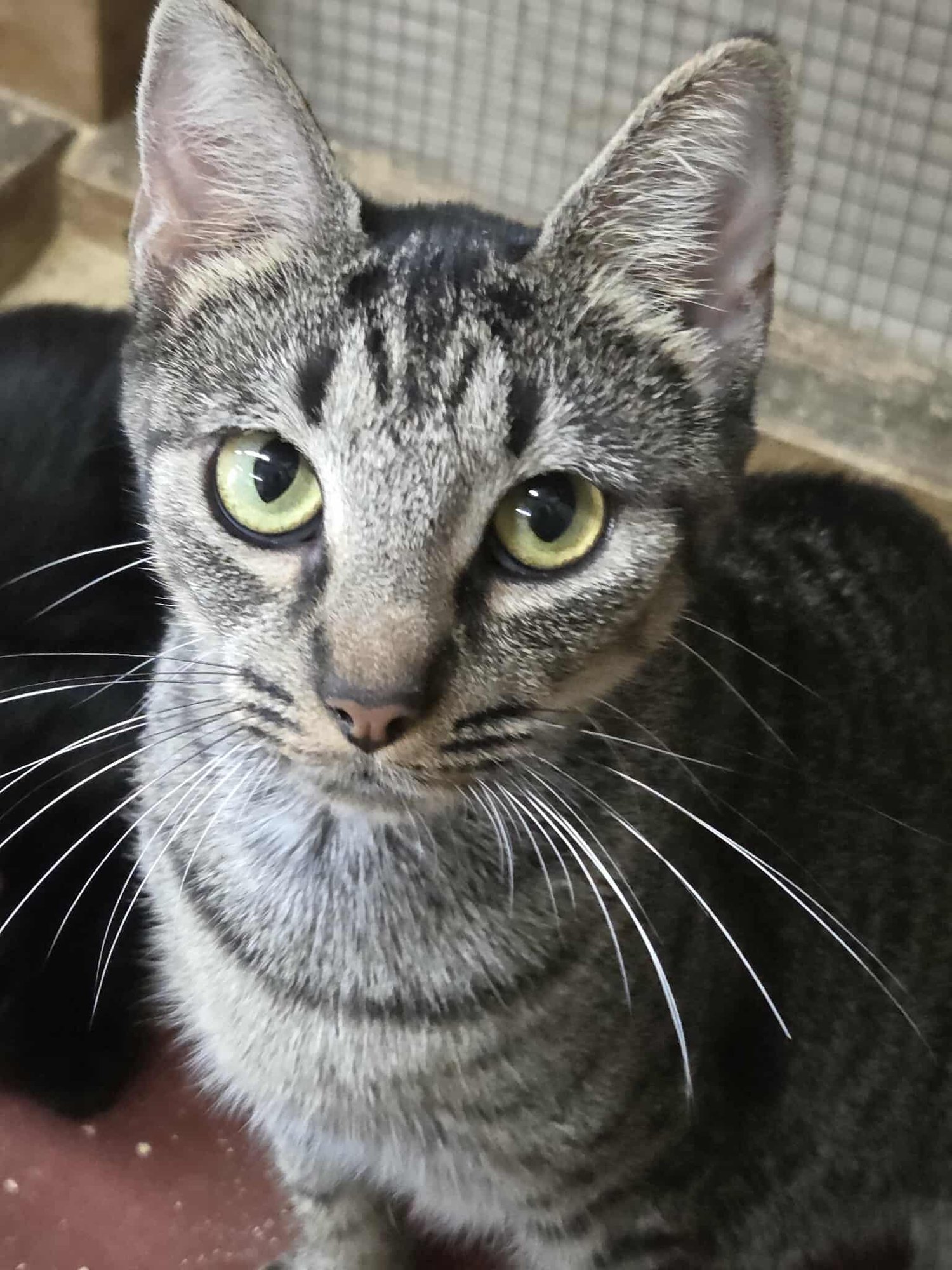 STARLA - Domestic Short Hair / Tabby available for adoption