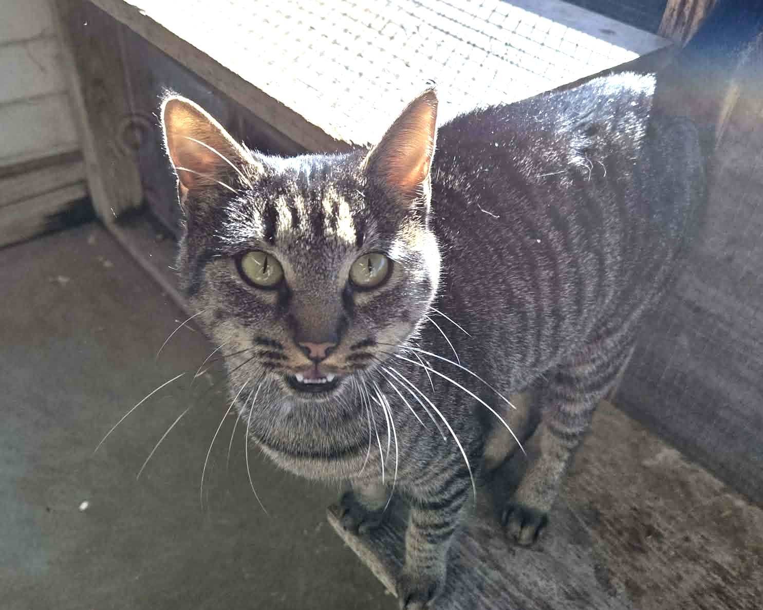 STARLA - Domestic Short Hair / Tabby available for adoption