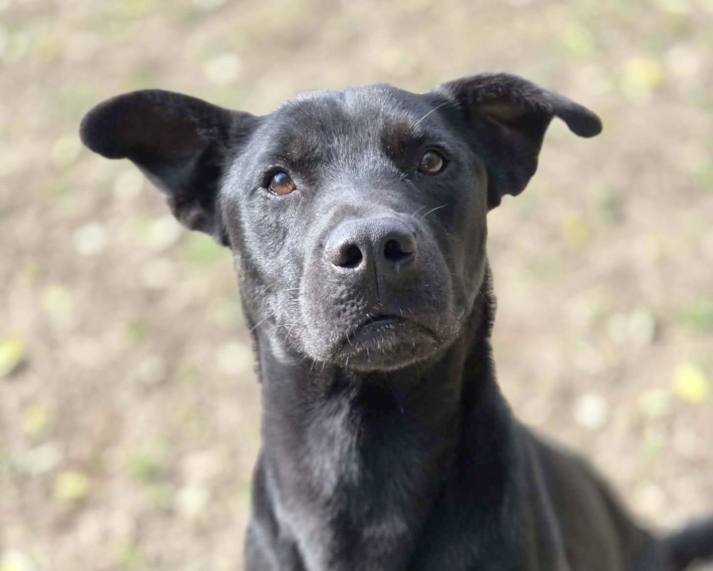 ANDY - Labrador Retriever available for adoption