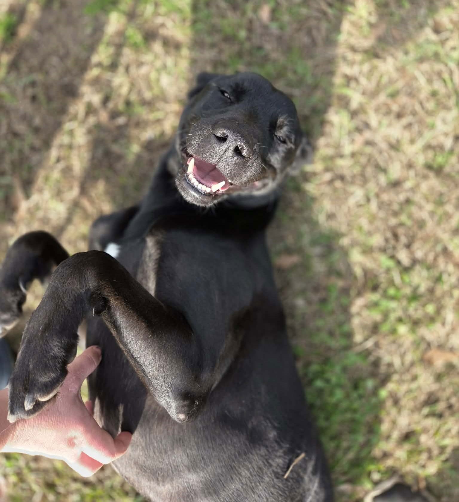 ANDY - Labrador Retriever available for adoption