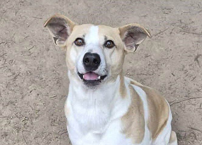 FORREST - Feist / Terrier available for adoption