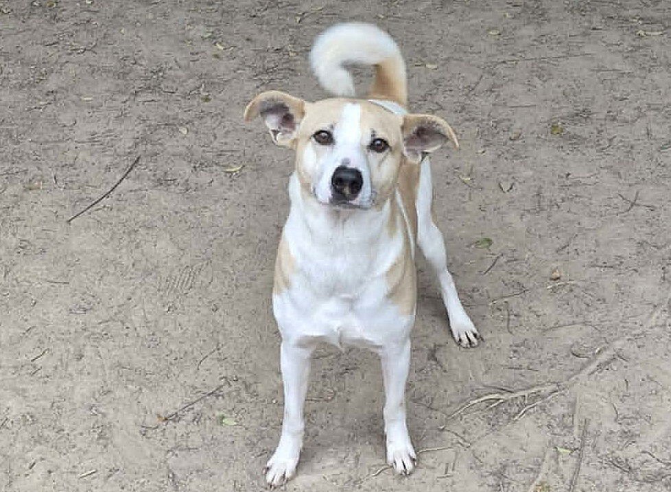 FORREST - Feist / Terrier available for adoption