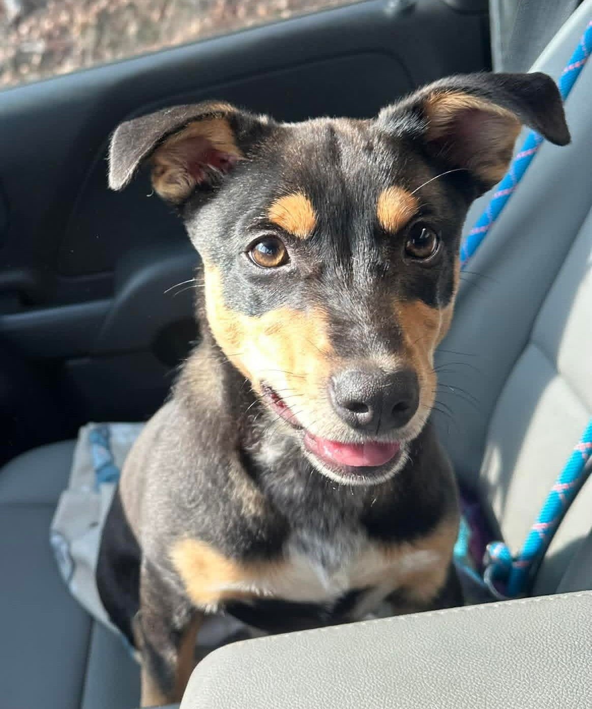 MAPLE - Manchester Terrier / Australian Kelpie available for adoption