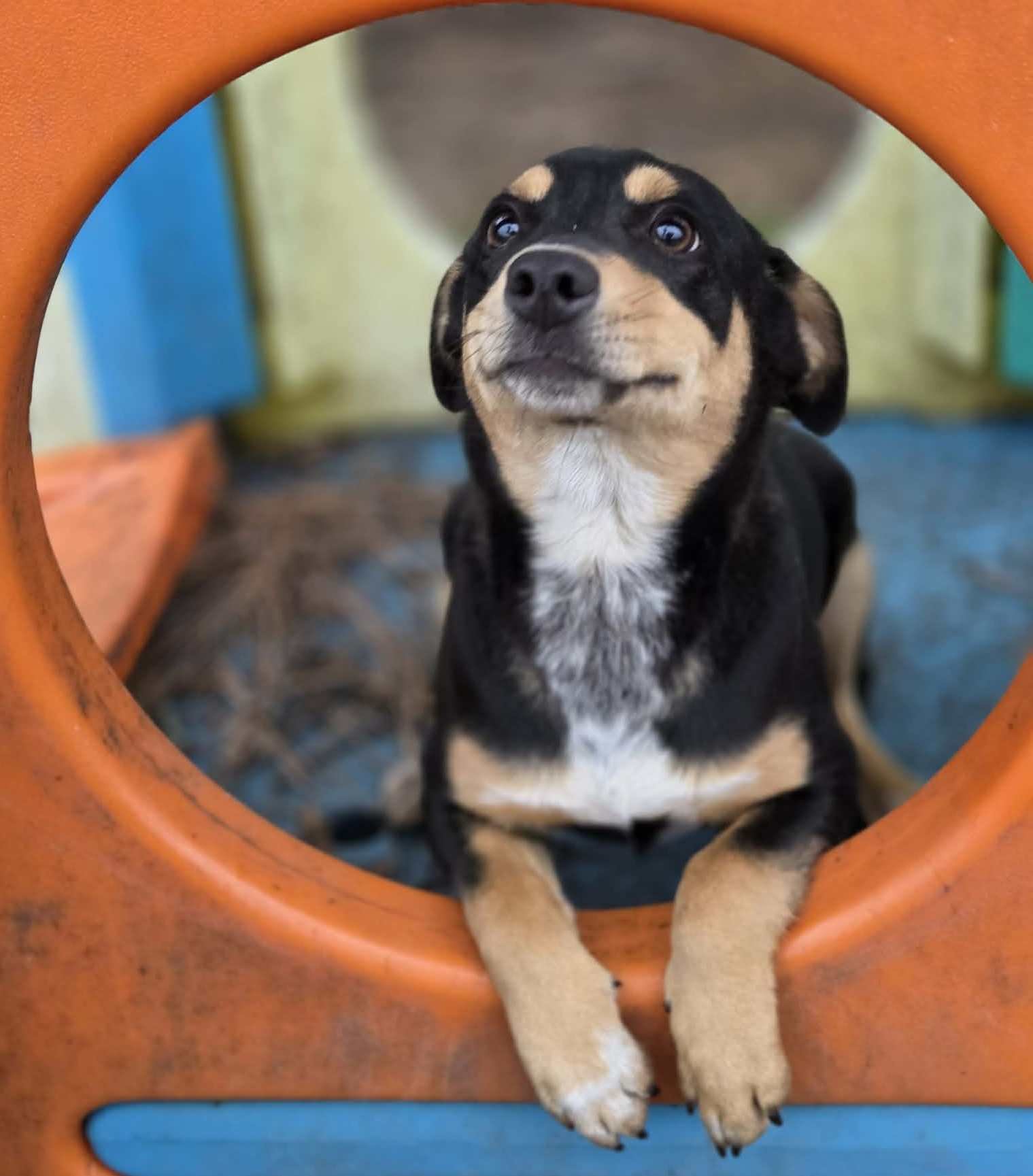 MAPLE - Manchester Terrier / Australian Kelpie available for adoption