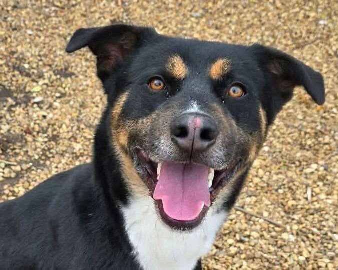 WILLIE - Australian Shepherd / Hound available for adoption