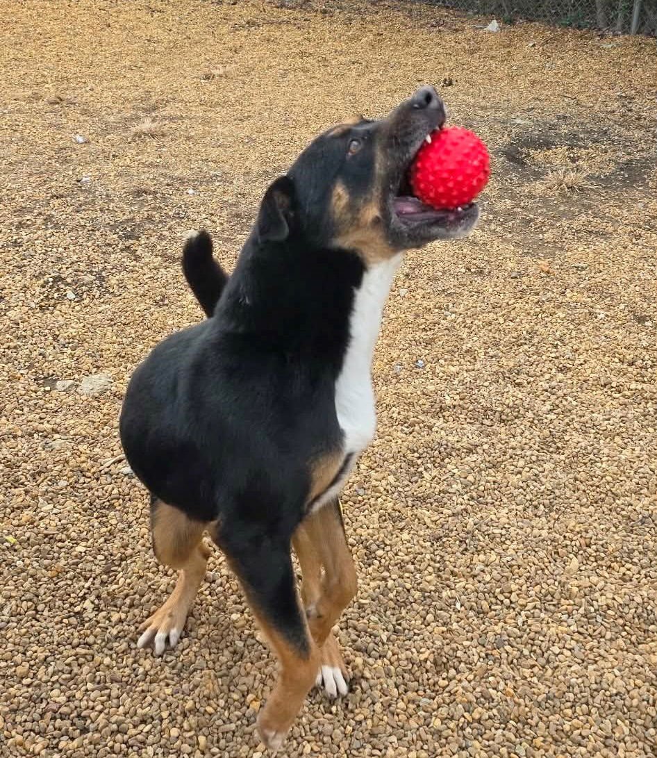 WILLIE - Australian Shepherd / Hound available for adoption