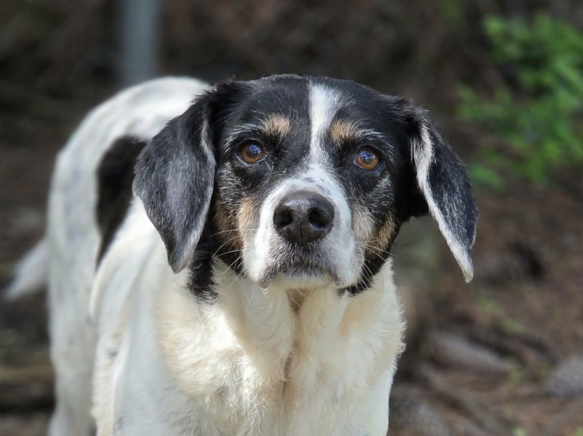LEROY (& LEVON) - Beagle available for adoption