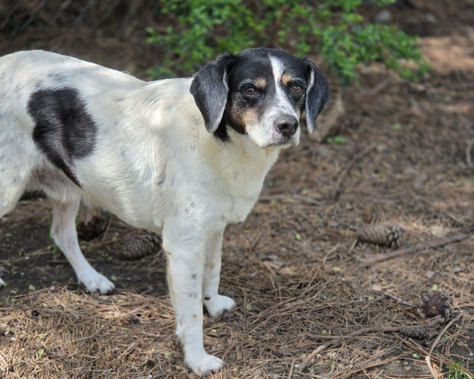 LEROY (& LEVON) - Beagle available for adoption