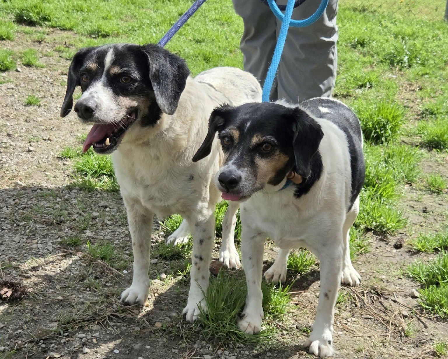 Leroy (& Levon) - Photo 4