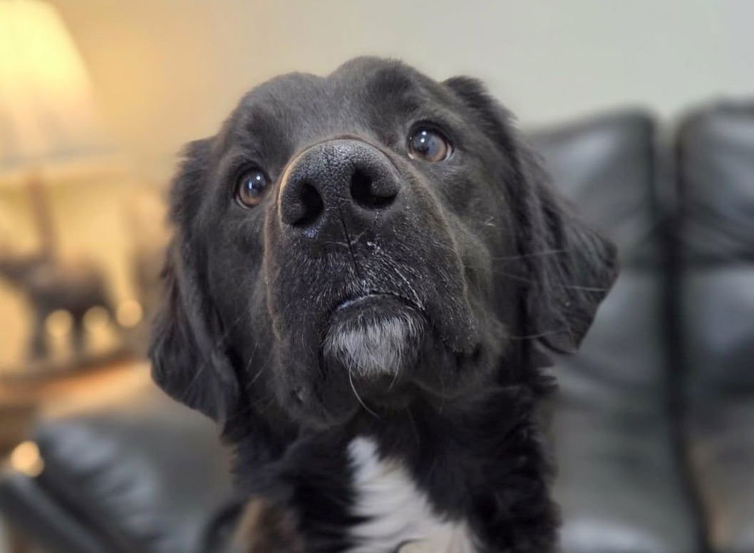 KODA - Flat-coated Retriever available for adoption