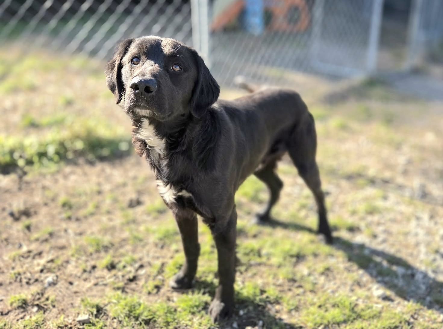 KODA - Flat-coated Retriever available for adoption