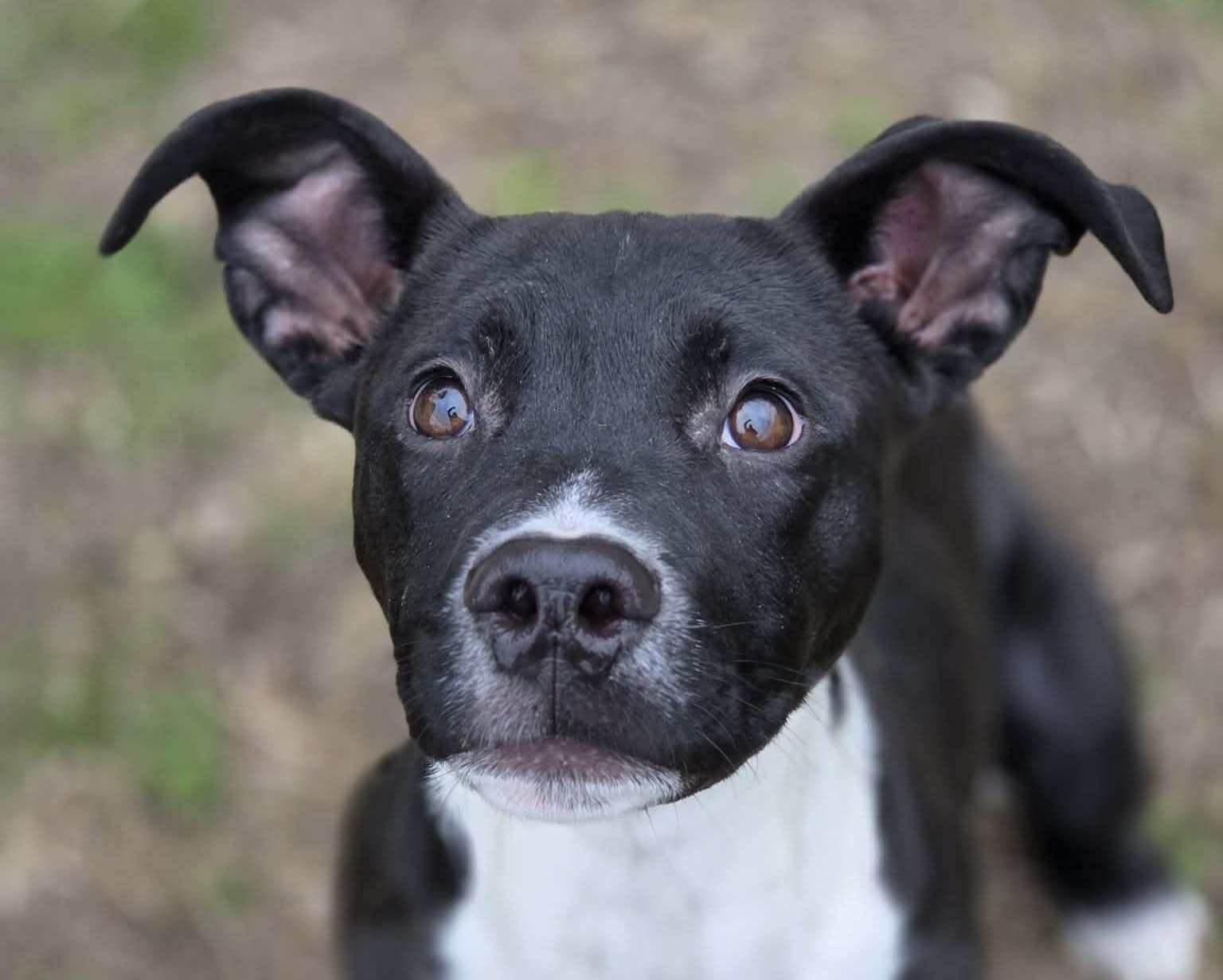 KEVIN - Pit Bull Terrier available for adoption