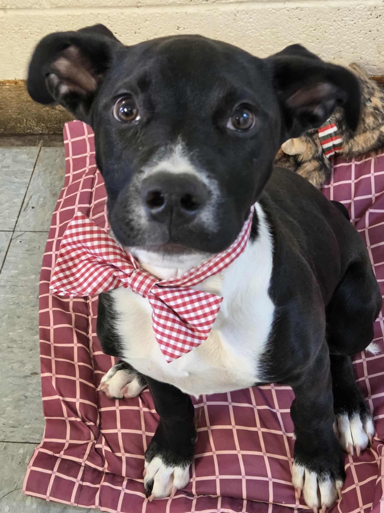 KEVIN - Pit Bull Terrier available for adoption