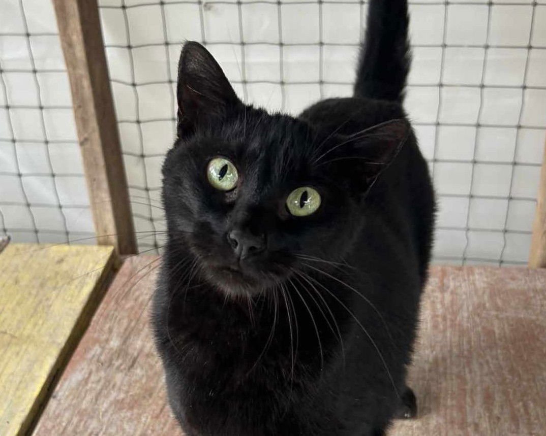 SPARTACUS - Domestic Short Hair available for adoption