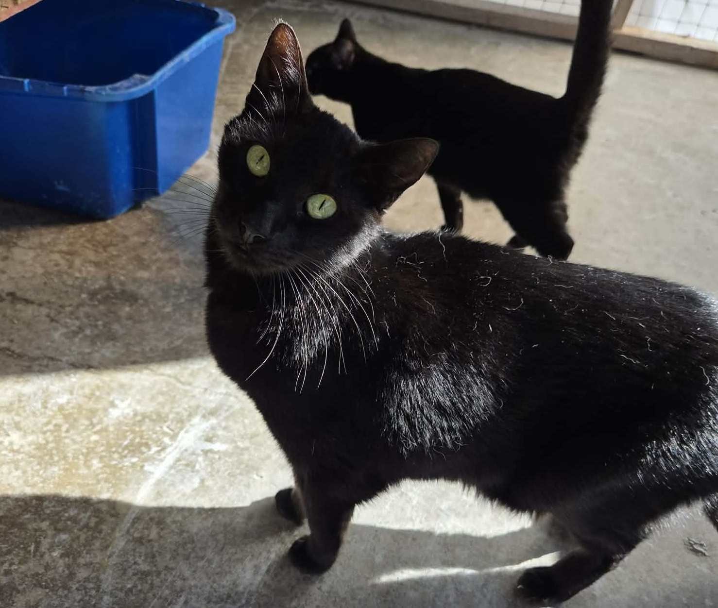 SPARTACUS - Domestic Short Hair available for adoption