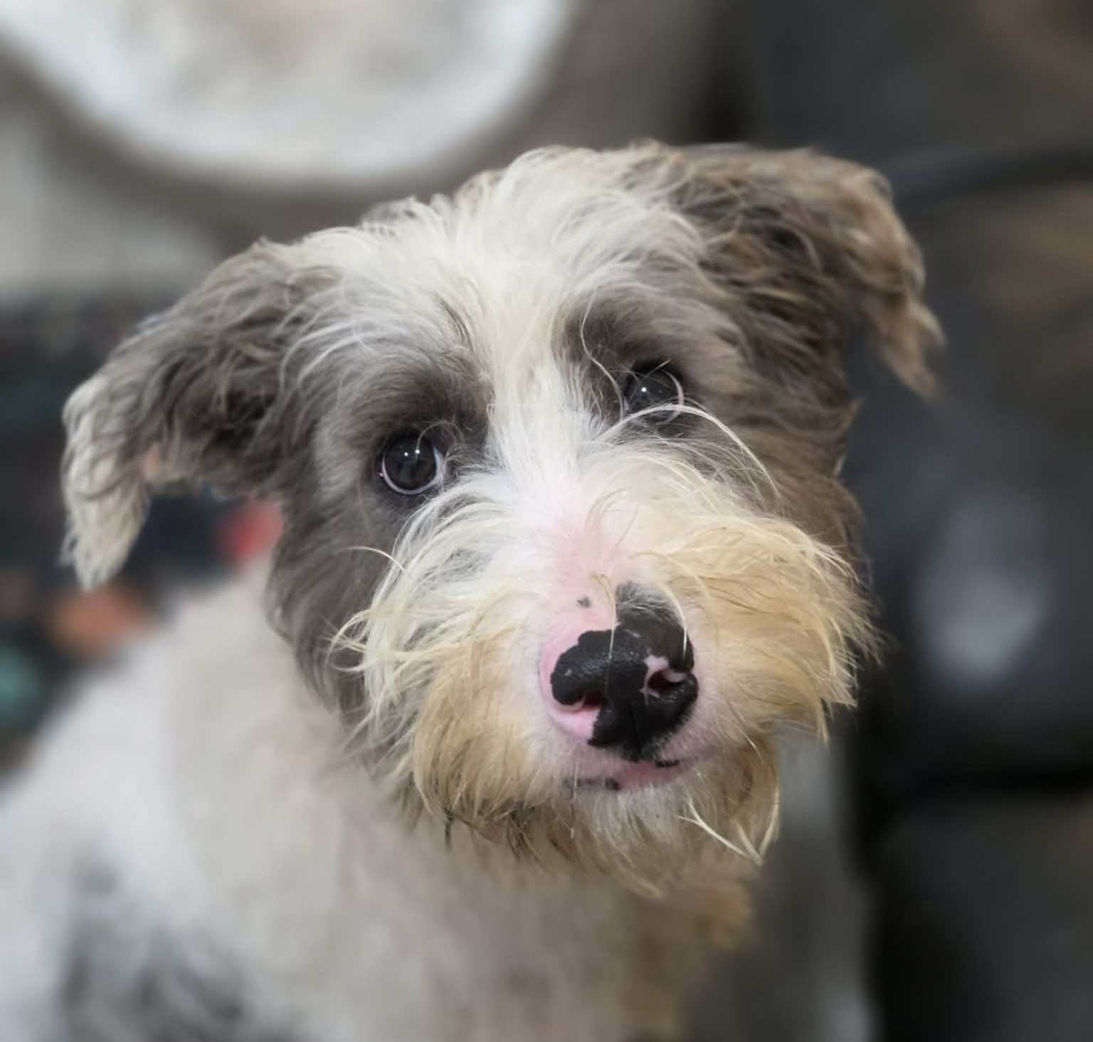 OSCAR - Schnauzer / Poodle (unknown type) available for adoption