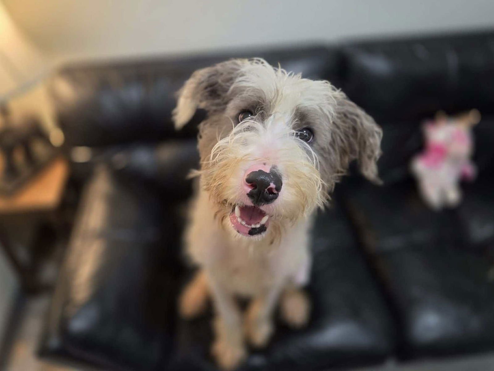 OSCAR - Schnauzer / Poodle (unknown type) available for adoption