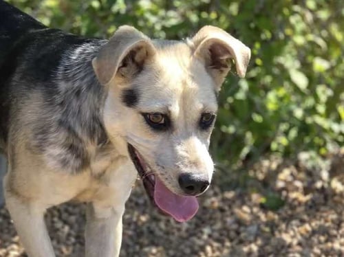 HALO - Shepherd / Terrier available for adoption