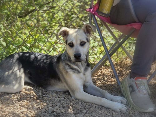 HALO - Shepherd / Terrier available for adoption