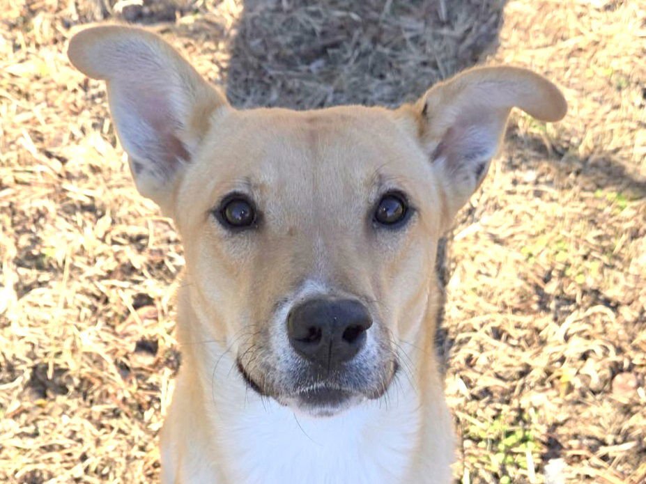 MATILDA - Carolina Dog available for adoption