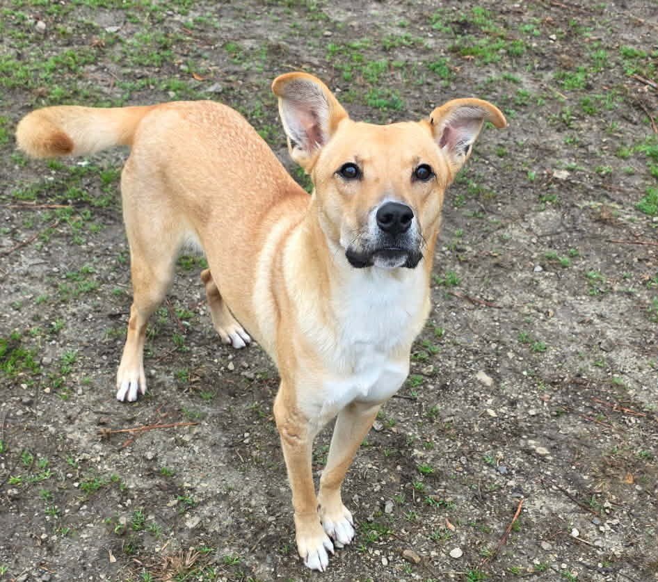 MATILDA - Carolina Dog available for adoption