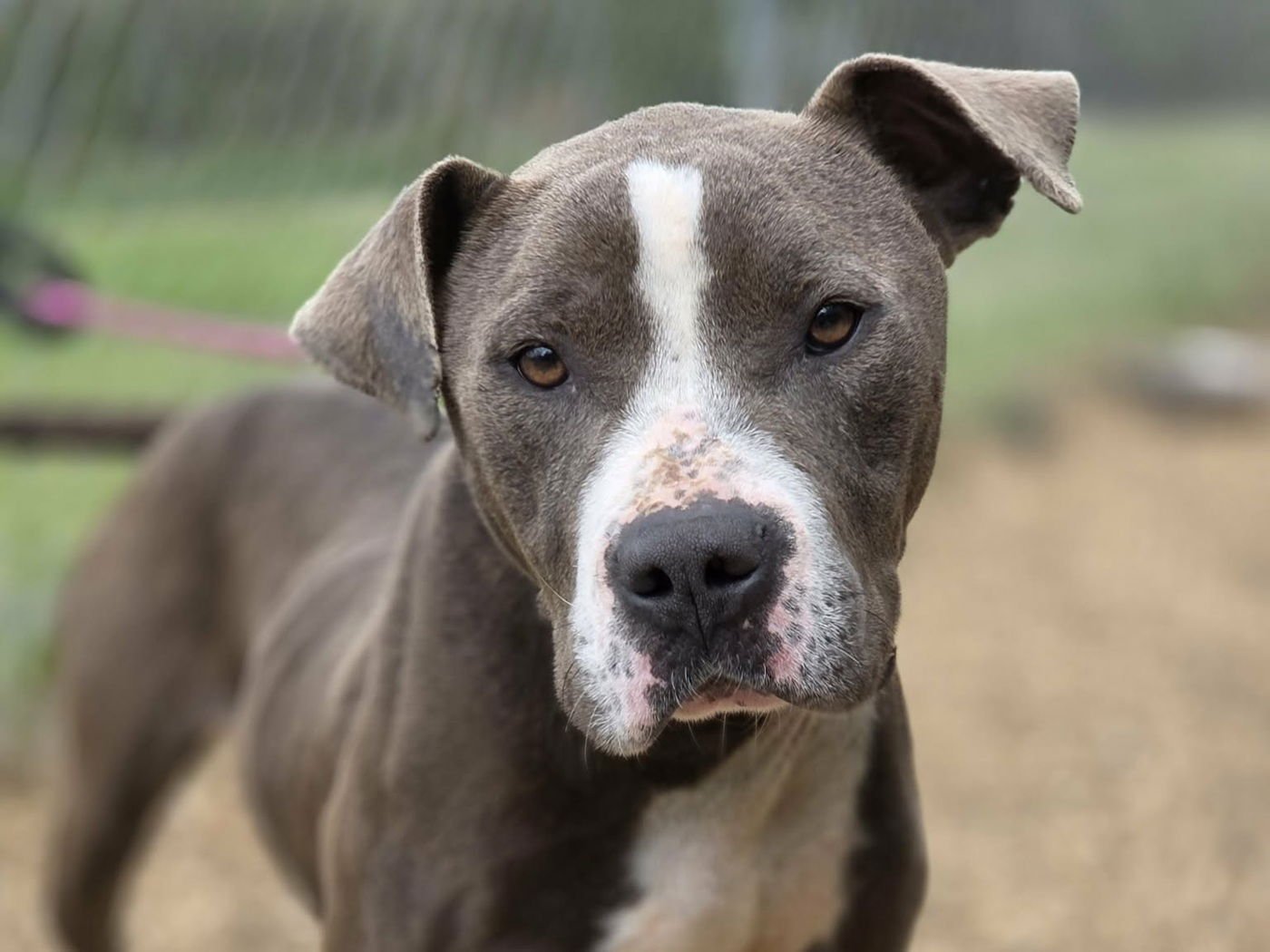 IVY - Pit Bull Terrier available for adoption