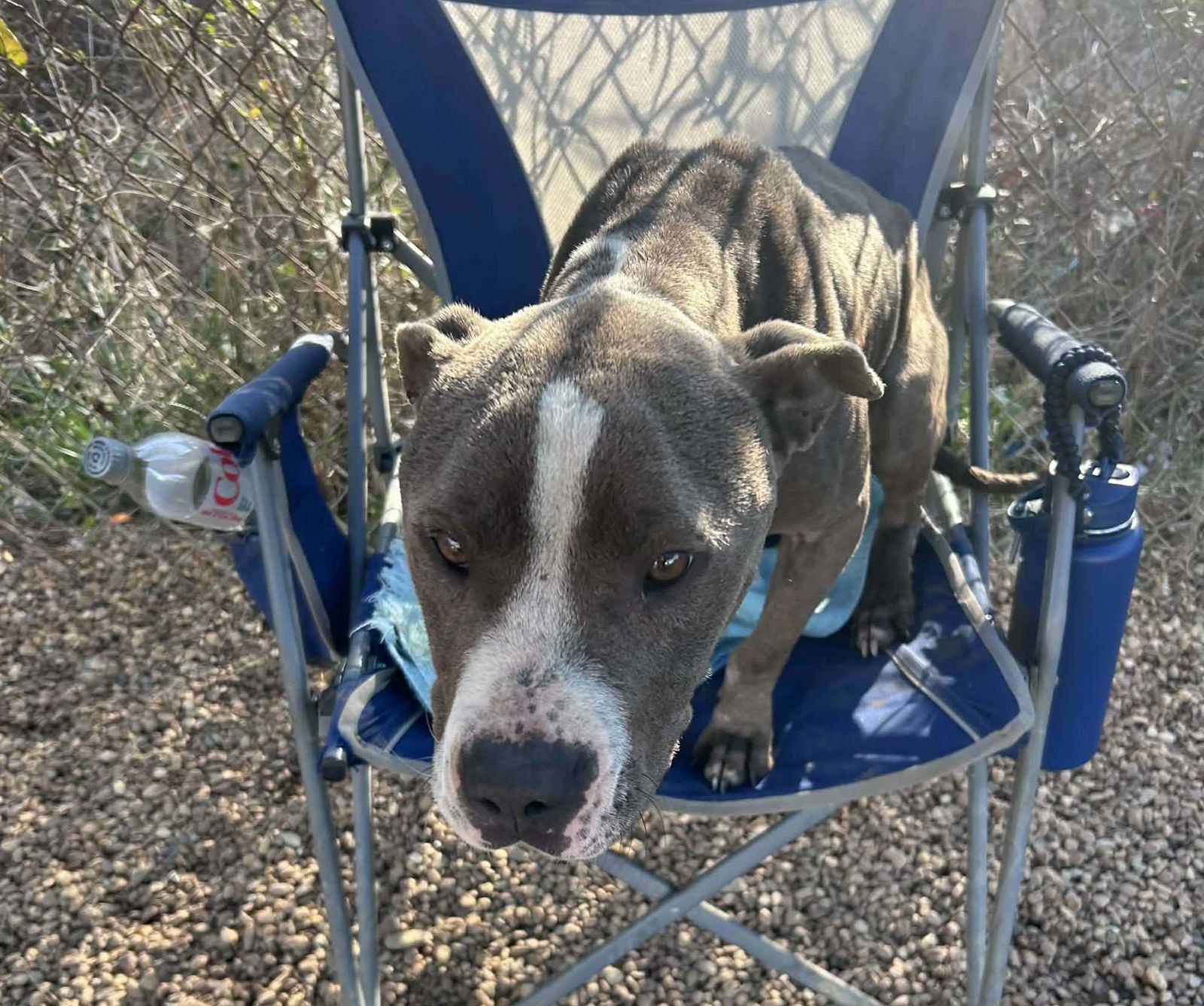 IVY - Pit Bull Terrier available for adoption