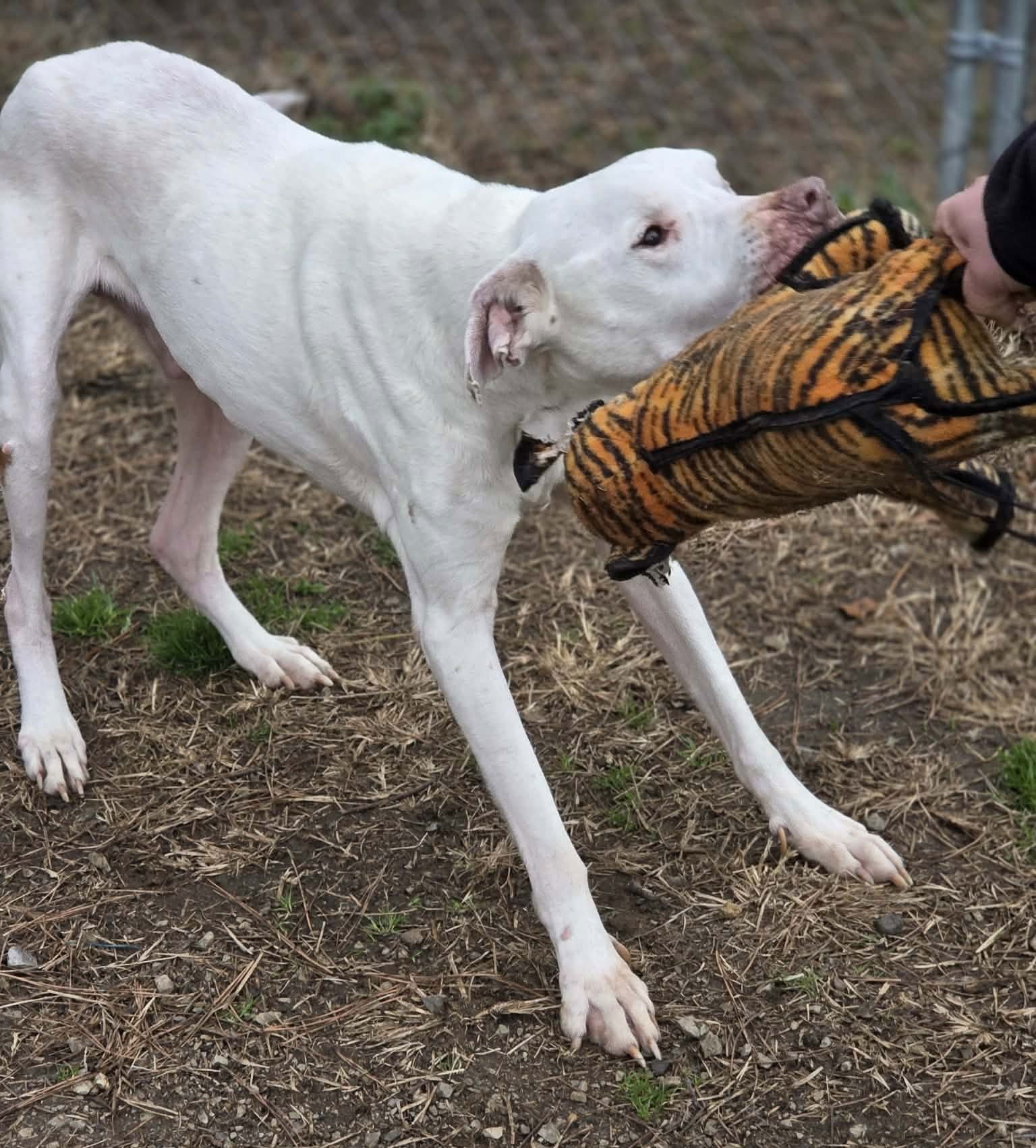BARNABY - American Bulldog available for adoption
