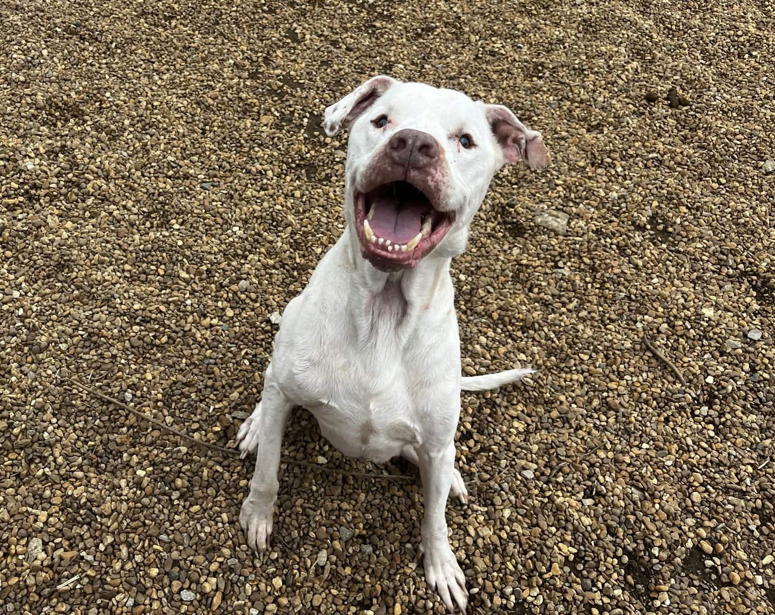 BARNABY - American Bulldog available for adoption