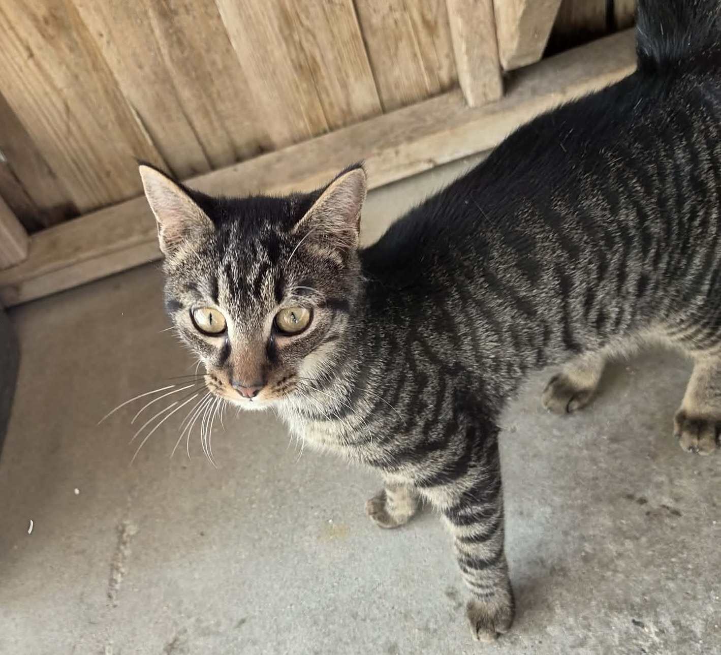 COMET - Tabby available for adoption