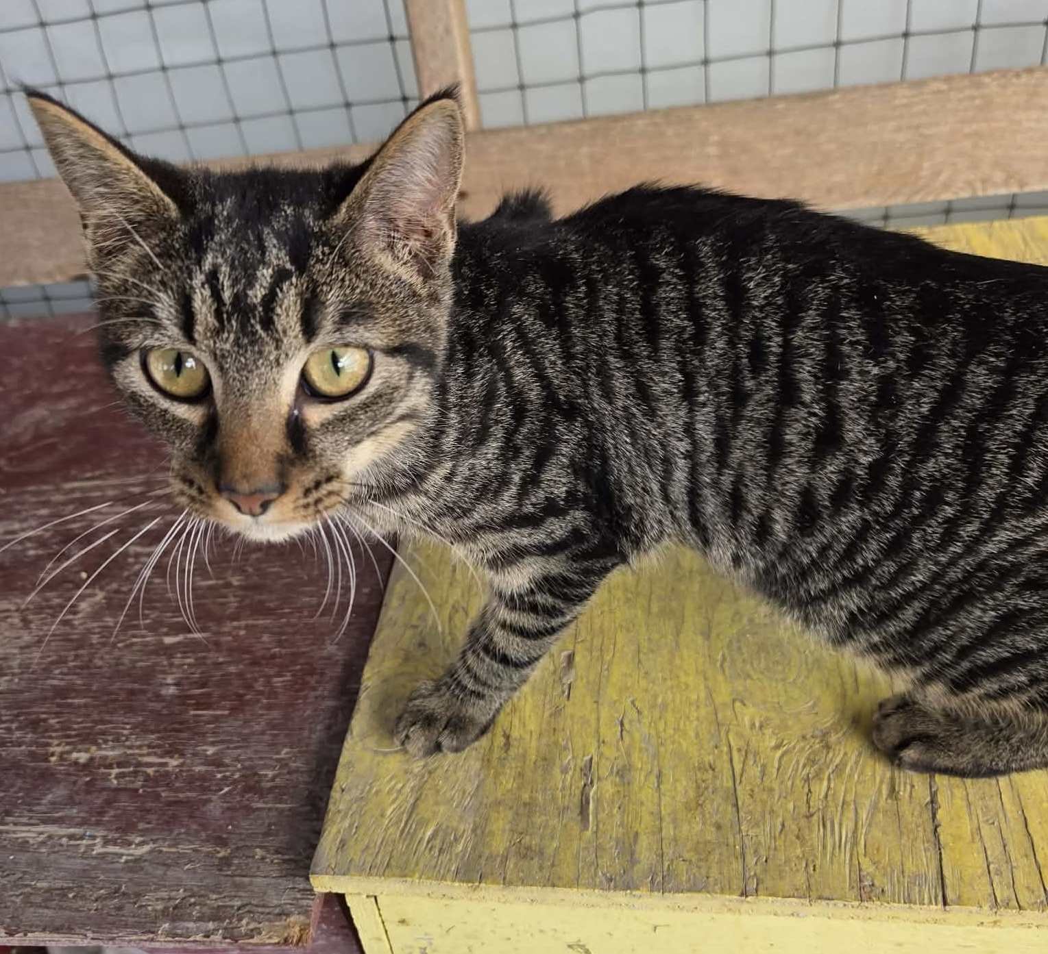 COMET - Tabby available for adoption