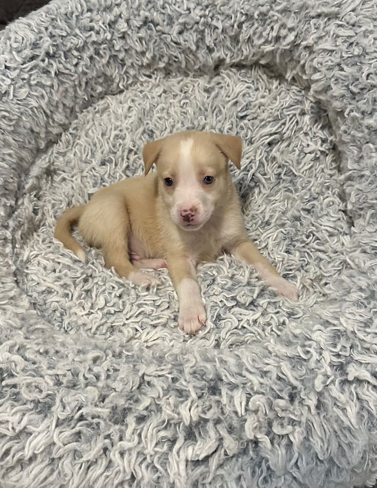 GRANT - Labrador Retriever / Australian Shepherd available for adoption