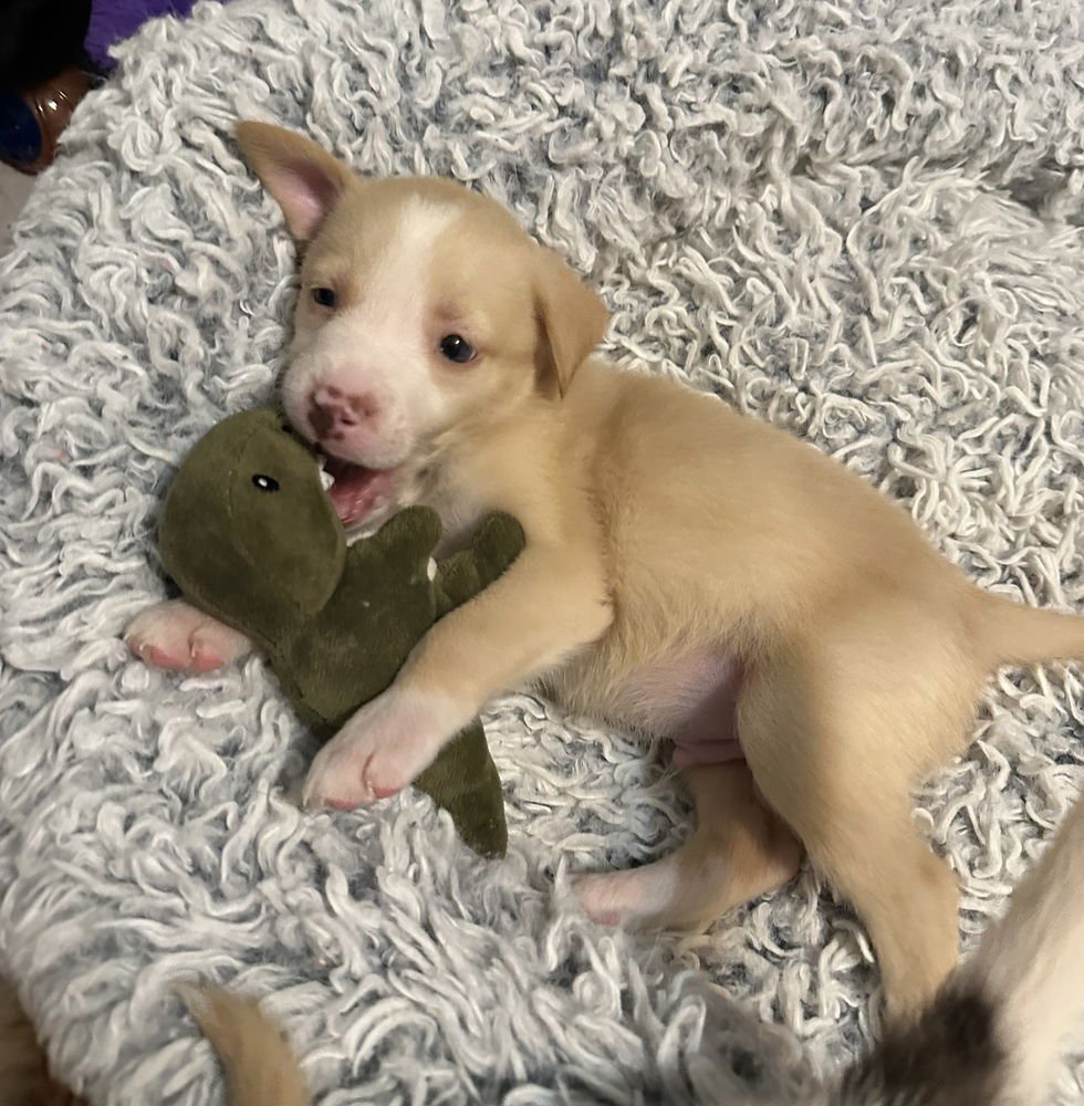 GRANT - Labrador Retriever / Australian Shepherd available for adoption