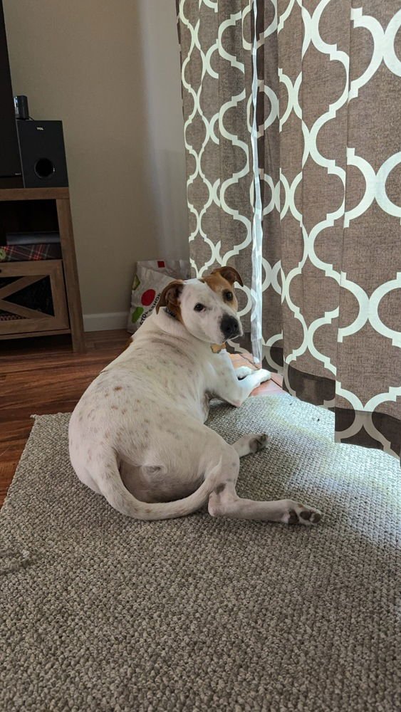 SUNDAE - Pointer / American Staffordshire Terrier available for adoption