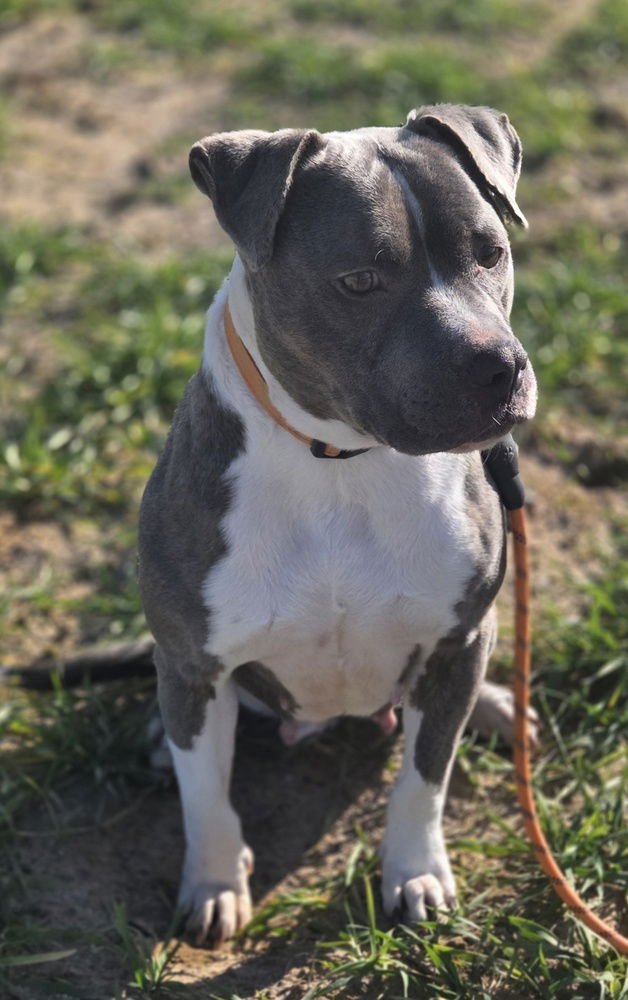 CORRIE - Pit Bull Terrier available for adoption