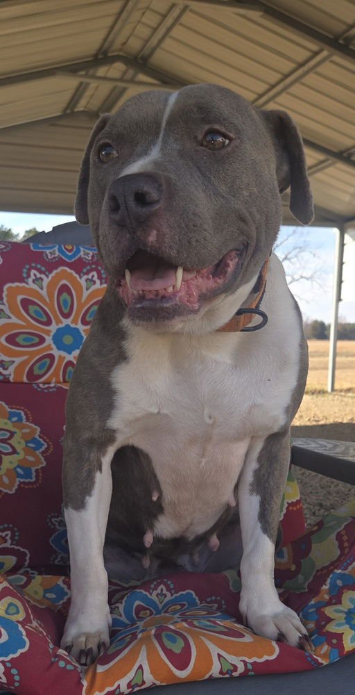 CORRIE - Pit Bull Terrier available for adoption