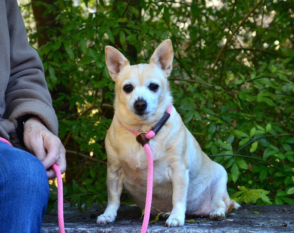 ANGEL - Chihuahua available for adoption