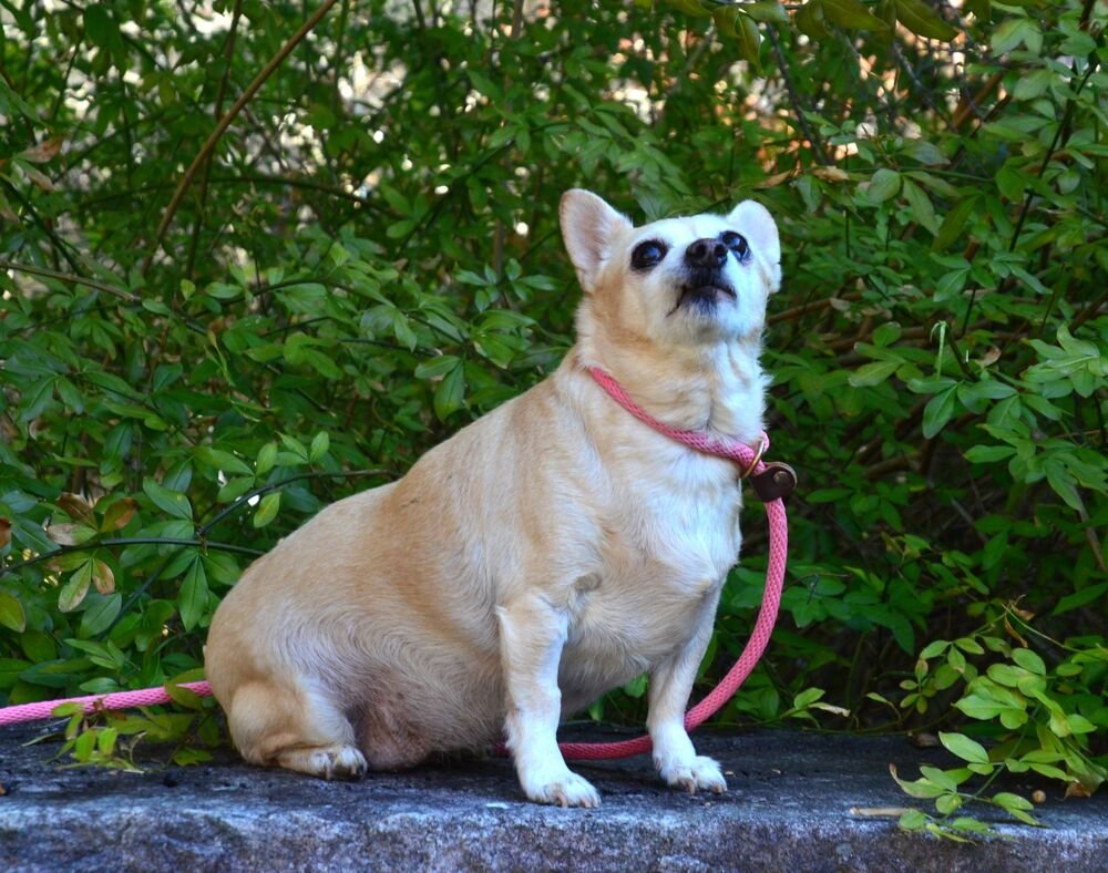 ANGEL - Chihuahua available for adoption