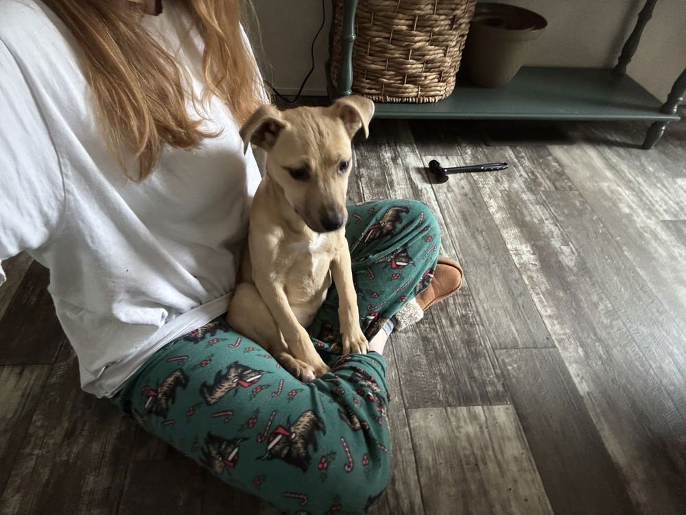 MILLIE - Carolina Dog / Black Mouth Cur available for adoption