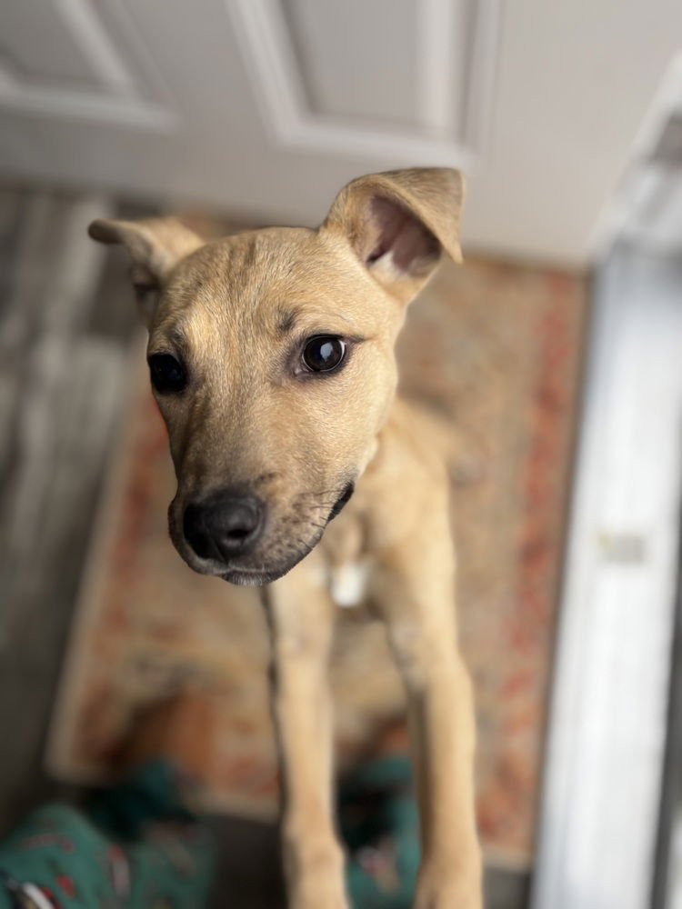 MILLIE - Carolina Dog / Black Mouth Cur available for adoption