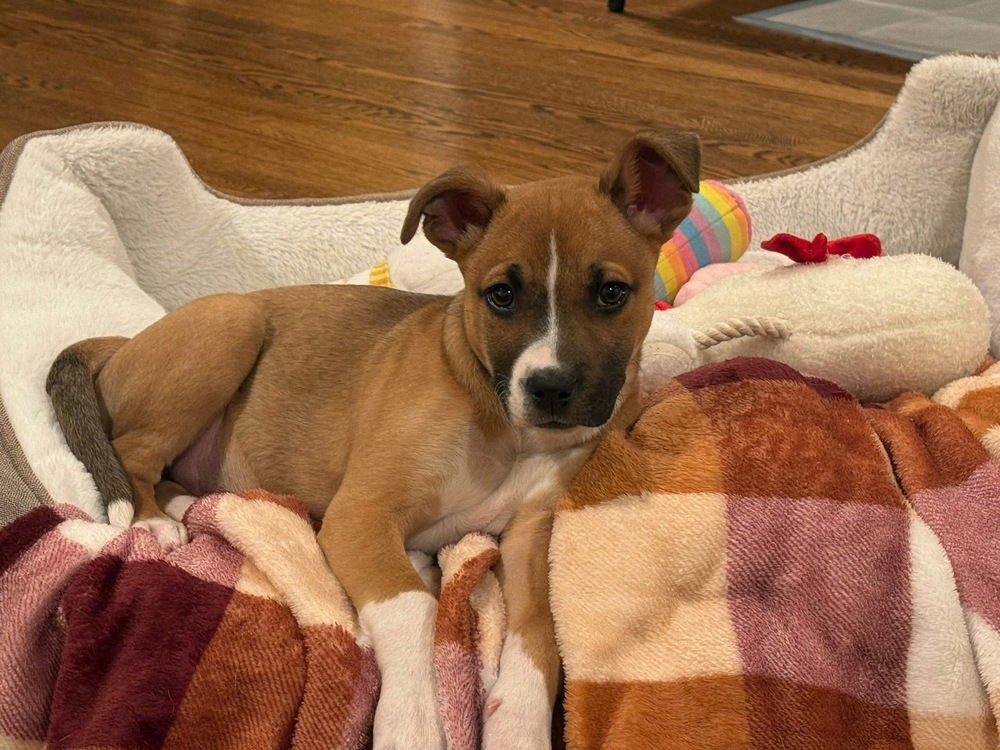 ROCKY - Terrier available for adoption