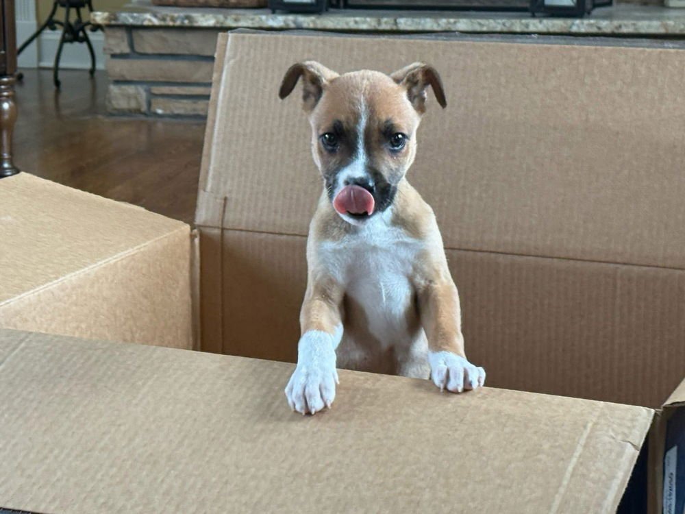 ROCKY - Terrier available for adoption