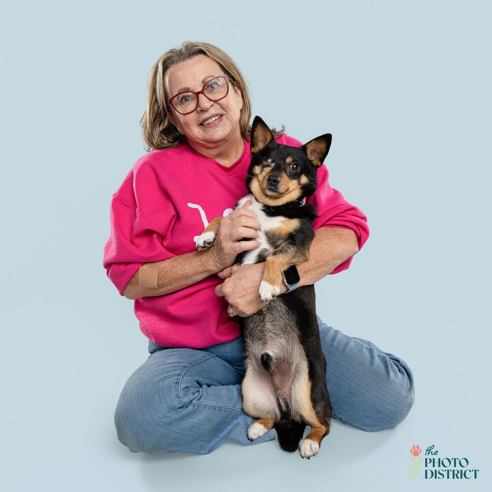 JACK - Corgi / Chihuahua available for adoption