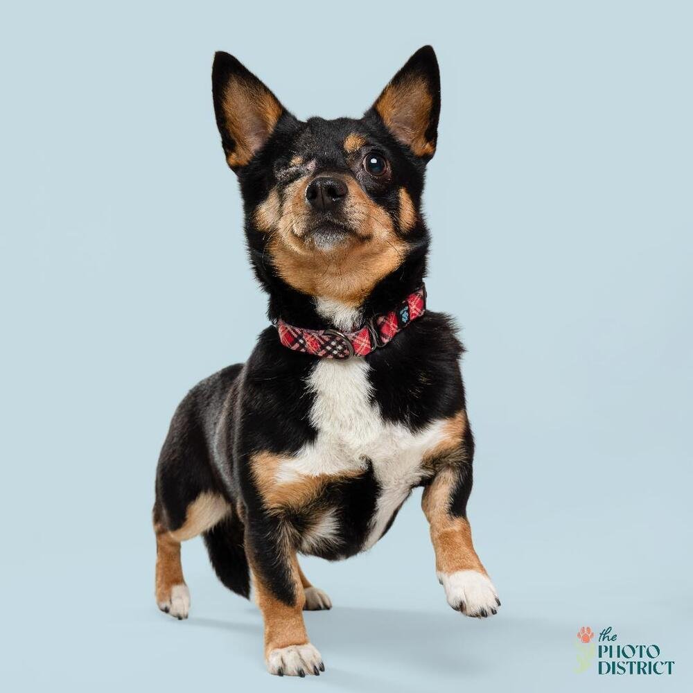 JACK - Corgi / Chihuahua available for adoption