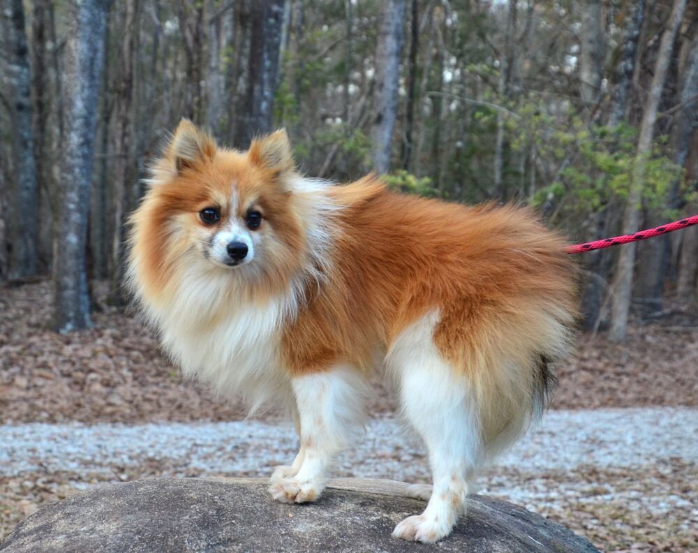 PADDY - Pomeranian available for adoption