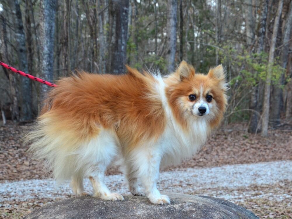 PADDY - Pomeranian available for adoption