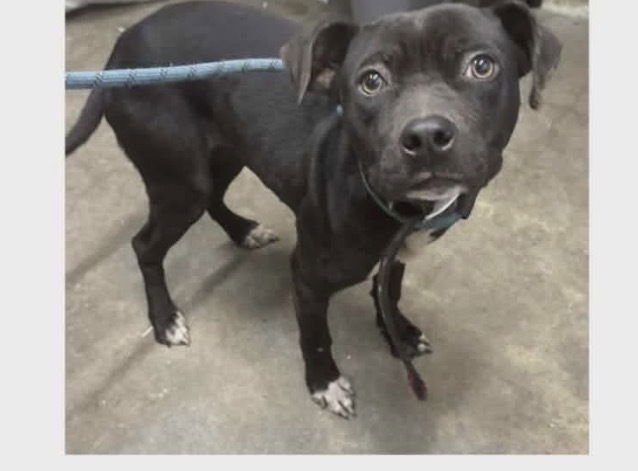 LEAH - American Staffordshire Terrier available for adoption