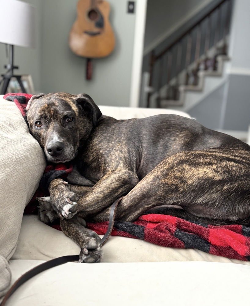 TRACE - American Staffordshire Terrier available for adoption